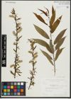 Foto von Salix rigida Muhl.